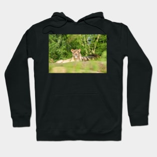 Lioness Hoodie